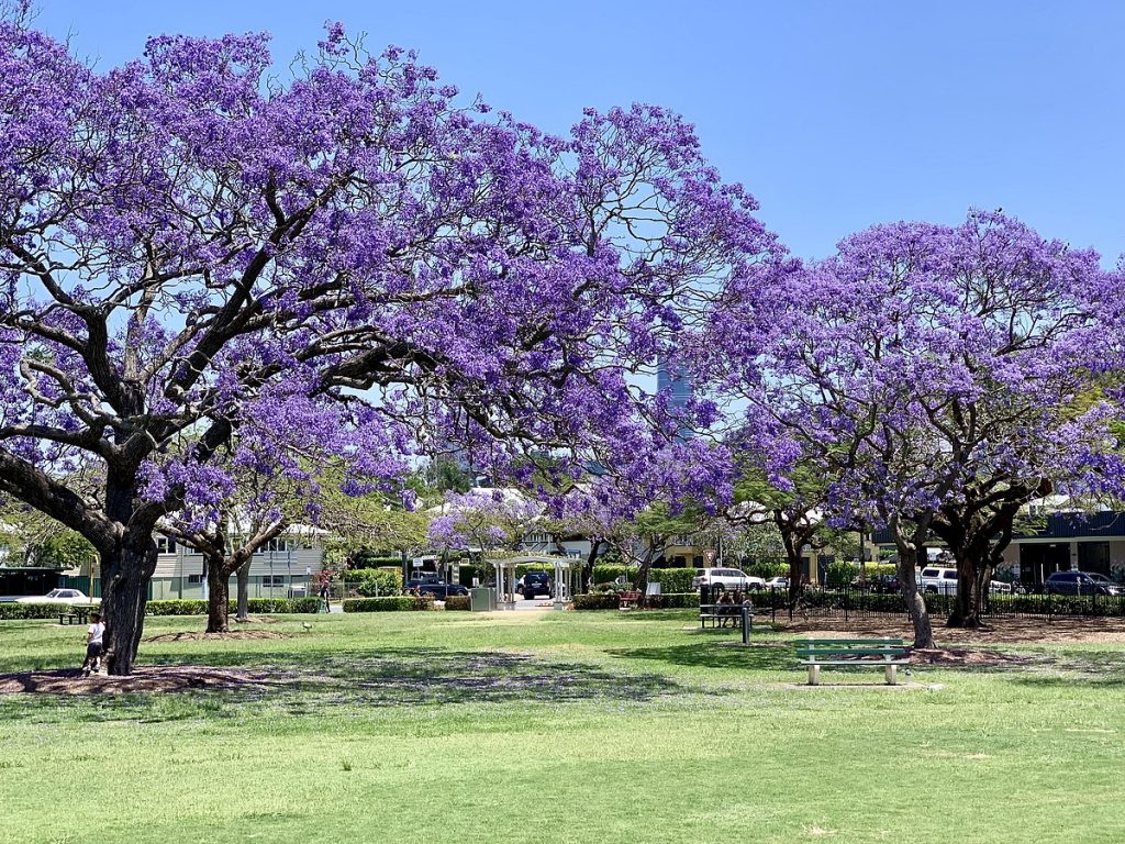 Jacaranda trees with purple flowers in Queensland, Australia